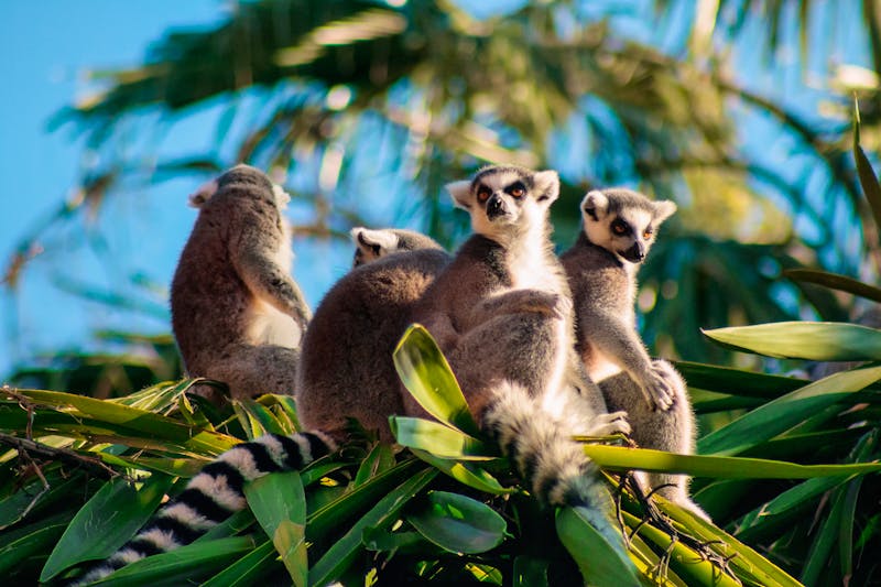 Madagaskar – Ringelschwanz-Lemuren auf Palmen - ©romet6 - stock.adobe.com
