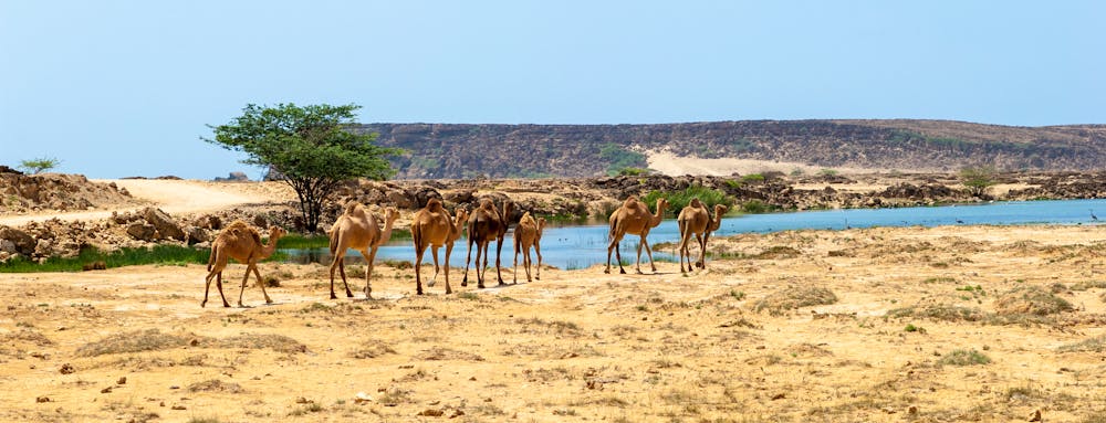 Kamele im Oman &ndash; &copy; ©Patrik Dietrich - stock.adobe.com