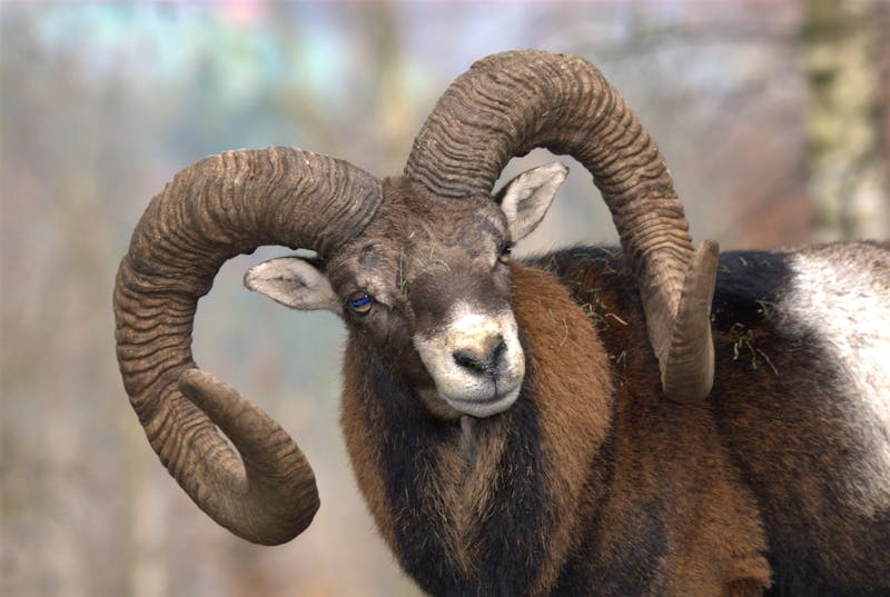 Muffelwidder - ©©MEISTERFOTO - stock.adobe.com