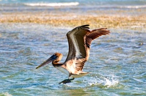 Ciénaga de Zapata &ndash; &copy; https://www.reiselexikon.de/gebiet-a-z/suedamerika/kuba/kuba-sehenswuerdigkeiten/zapata.html