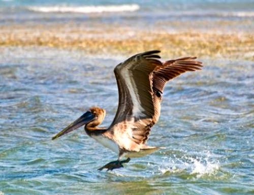 Ciénaga de Zapata – © https://www.reiselexikon.de/gebiet-a-z/suedamerika/kuba/kuba-sehenswuerdigkeiten/zapata.html