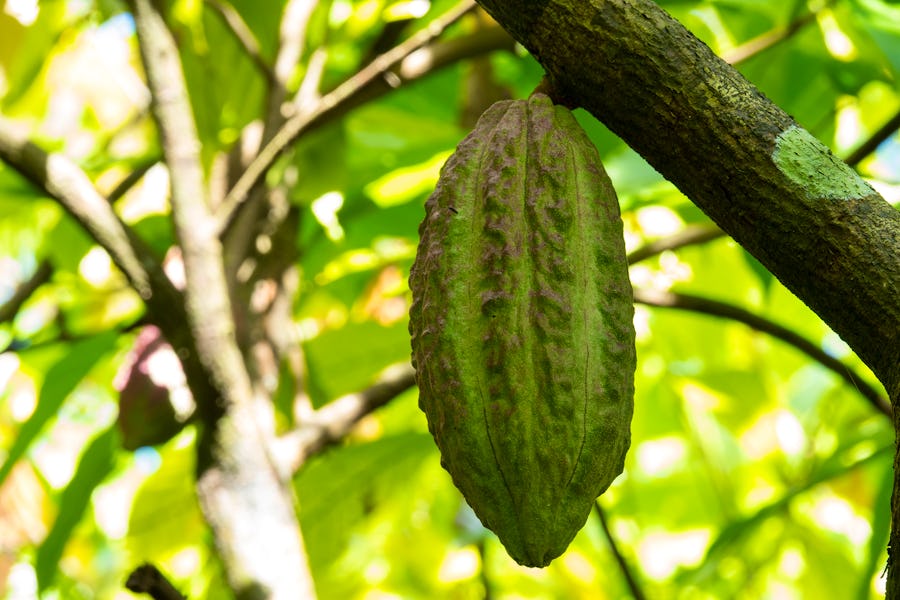 Kakaofrucht – © ©jangnhut - stock.adobe.com
