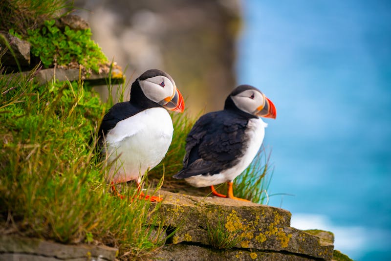 Atlantic puffin - Papageientaucher - ©Blue Planet Studio - stock.adobe.com