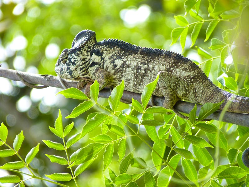 Madagaskar - Chamäleon - ©Jens Petzoldt