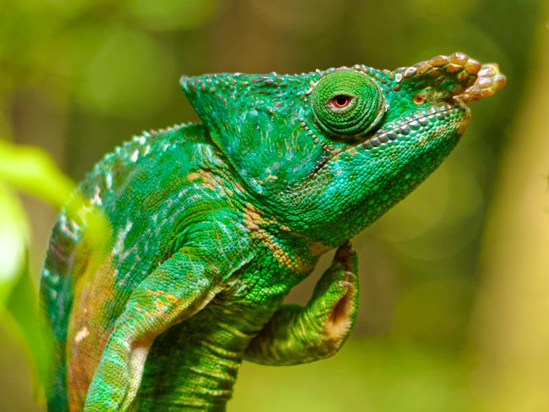 Chamäleon im Andasibe Nationalpark, Madagaskar - ©©kyle1234c - stock.adobe.com