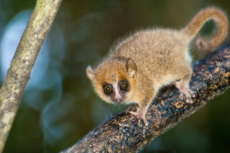 Nachtexkursion in Madagaskar - ©©David Thyberg - stock.adobe.com
