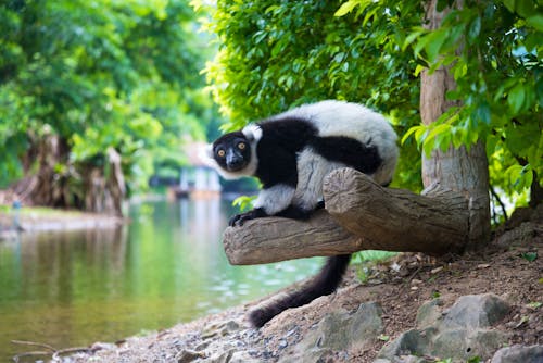 Indri Indri in Madagaskar &ndash; &copy; ©MaZiKab - stock.adobe.com