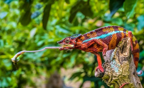 Chamäleon im Andasibe Nationalpark &ndash; &copy; Luis Leamus - Adobe Stock