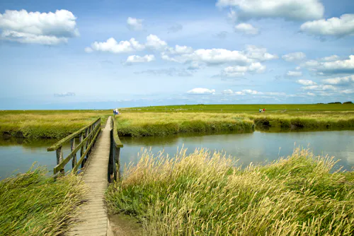 Salzwiesen an der Nordsee &ndash; &copy; ©VRD - stock.adobe.com