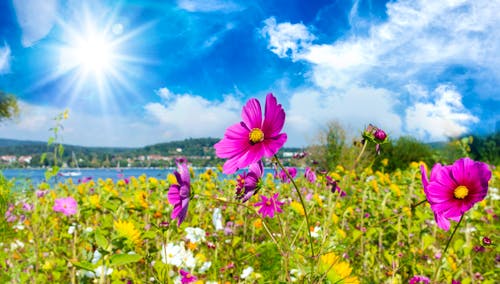 Bunte Blumenwiese am Bodensee &ndash; &copy; doris oberfrank-list - stock.adobe.com