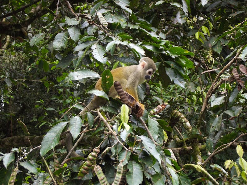 Amazonas-Regenwald: Totenkopfäffchen - ©Christina Schlawis