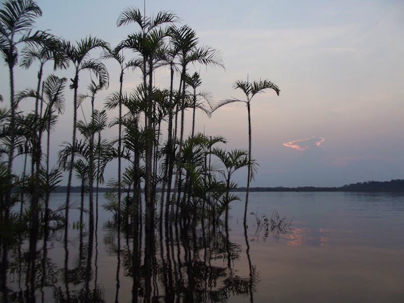 Amazonas-Regenwald - ©Christina Schlawis