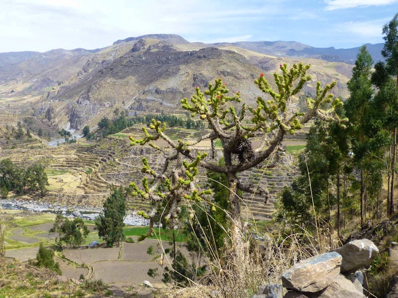 Colca Tal - ©Ralf Kuchenbecker