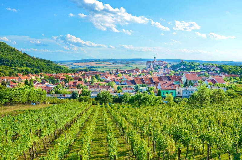 Weinanbau bei Mikulov in Südmähren - ©©ppohudka - stock.adobe.com
