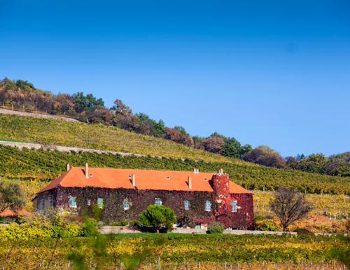 Weingut bei Pecs in Süd-Ungarn – © ©Csák István - stock.adobe.com