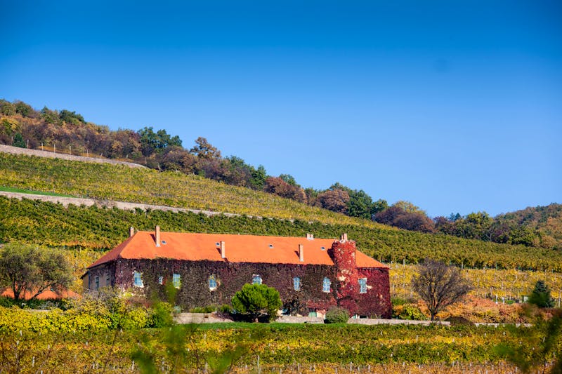 Weingut bei Pecs in Süd-Ungarn - ©©Csák István - stock.adobe.com