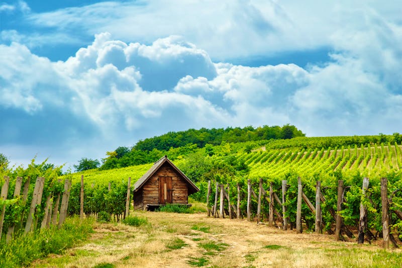 Weinanbau in Ungarn - ©©Szasz-Fabian Jozsef - stock.adobe.com
