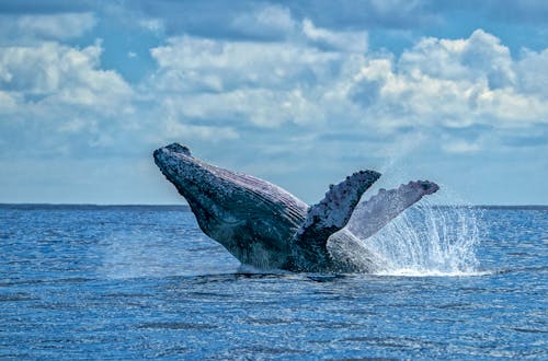 Buckelwal &ndash; &copy; Andrea Izzotti - Adobe Stock