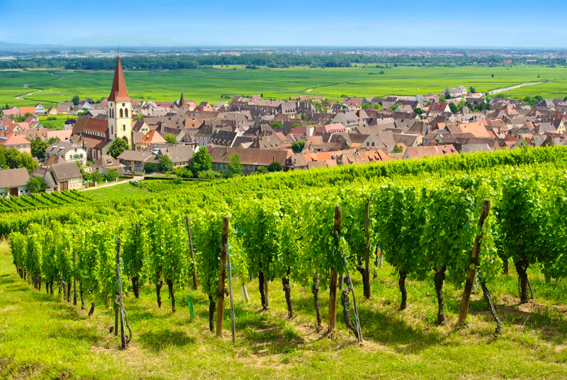 Weinberge bei Ammerschwihr im Elsass - &copy;©Mellow10 - stock.adobe.com