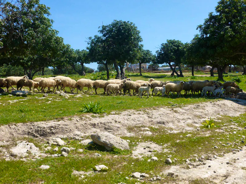 Schafherde auf der Akamas Halbinsel - &copy;Eberhardt TRAVEL