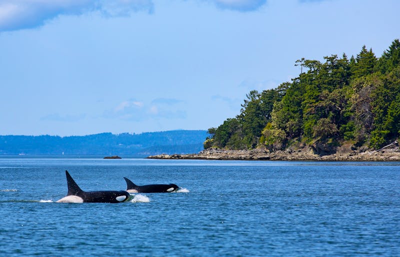 Orca Wale in der Inside Passage - ©Steve Azer - Adobe Stock