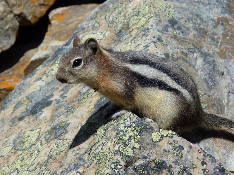 Chipmunk im Banff-Nationalpark - ©Eberhardt TRAVEL