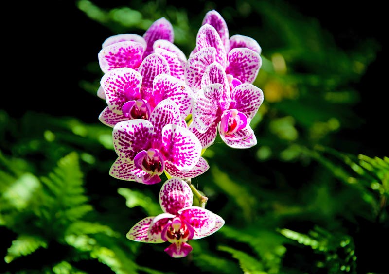 Orchideen in Hawaii - ©©Sam - stock.adobe.com