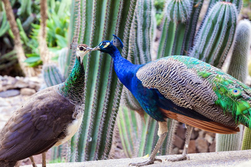 Botanischer Garten auf Gran Canaria - ©©Henryk Sadura - stock.adobe.com