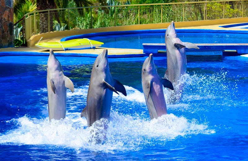 Delfinshow im Los Palmitos Park - ©©Hamik - stock.adobe.com