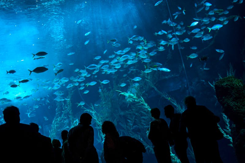 Aquarium auf Gran Canaria - ©©chandlervid85 - stock.adobe.com