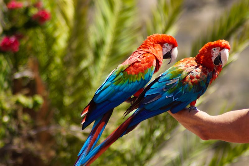 Papageien im Palmitos Park auf  Gran Canaria - ©©annacovic - stock.adobe.com