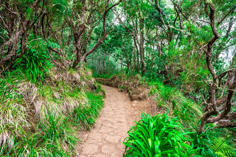 Levada dos Balcoes in Ribeiro Frio - ©©Simon Dannhauer - stock.adobe.com