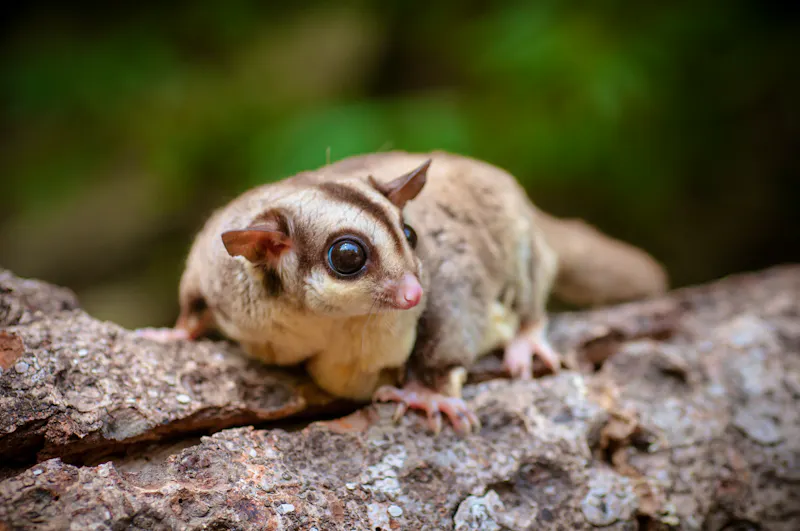 Flying Squirrel - Gleithörnchen, Borneo - &copy;kapongza - stock.adobe.com