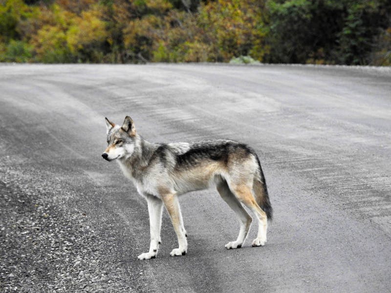 Wolf im Denali-Nationalpark - ©Eberhardt TRAVEL