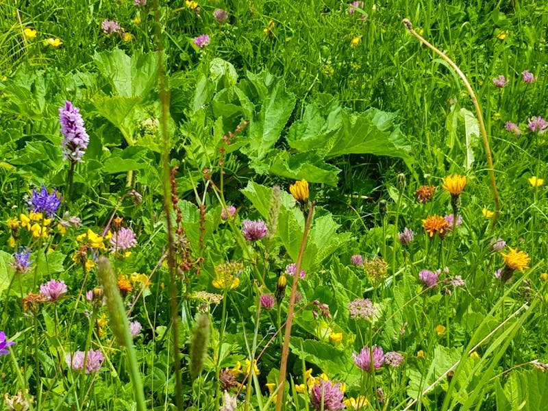 Alpenblumen - ©Kathrin Beck