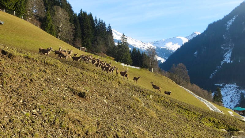 Eberhardt TRAVEL Winterreise in den Kitzbueheler Alpen/Brixental/Tirol - Wildpark Aurach - ©Mandy Lehmann