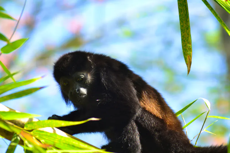 Tortuguero National Park (43) - &copy;Laura Wonneberger