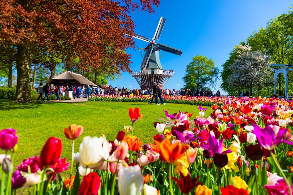 Keukenhof in Lisse in Holland &ndash; &copy; Nikolay N. Antonov - stock.adobe.com
