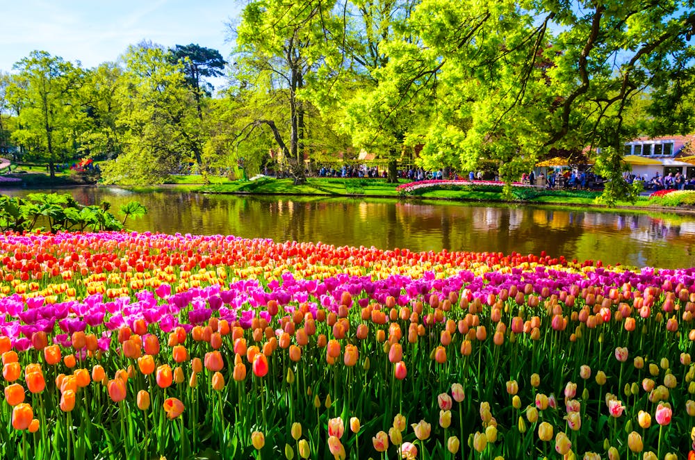 Tulpenblüte im Keukenhof Park &ndash; &copy; ©Olena Z - stock.adobe.com