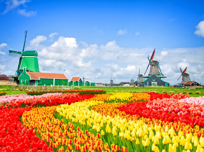 Windmühlen im Tulpenfeld - ©neirfy - stock.adobe.com