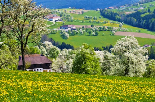 Birnbäume, Mostviertel &ndash; &copy; visualpower - stock.adobe.com