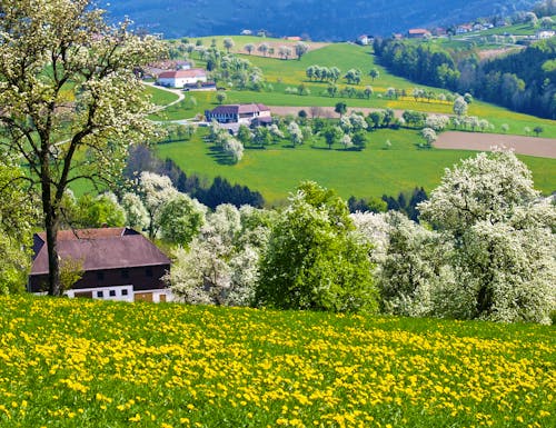 Birnbäume, Mostviertel – © visualpower - stock.adobe.com