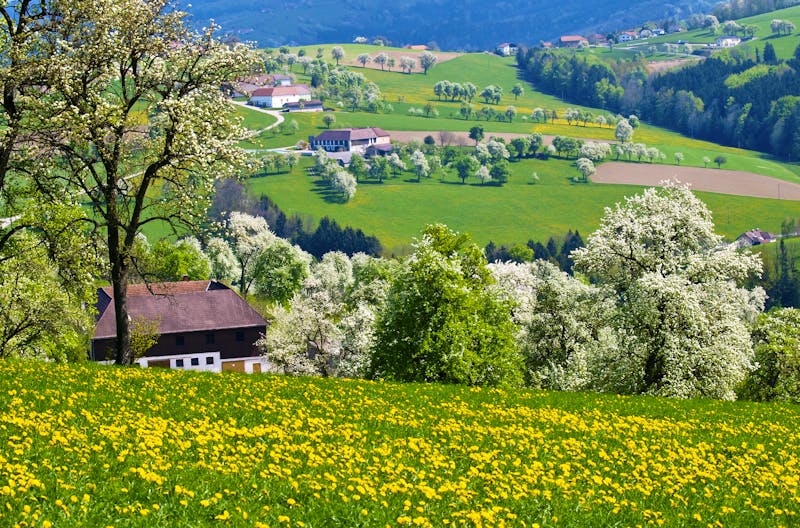 Birnbäume, Mostviertel - ©visualpower - stock.adobe.com