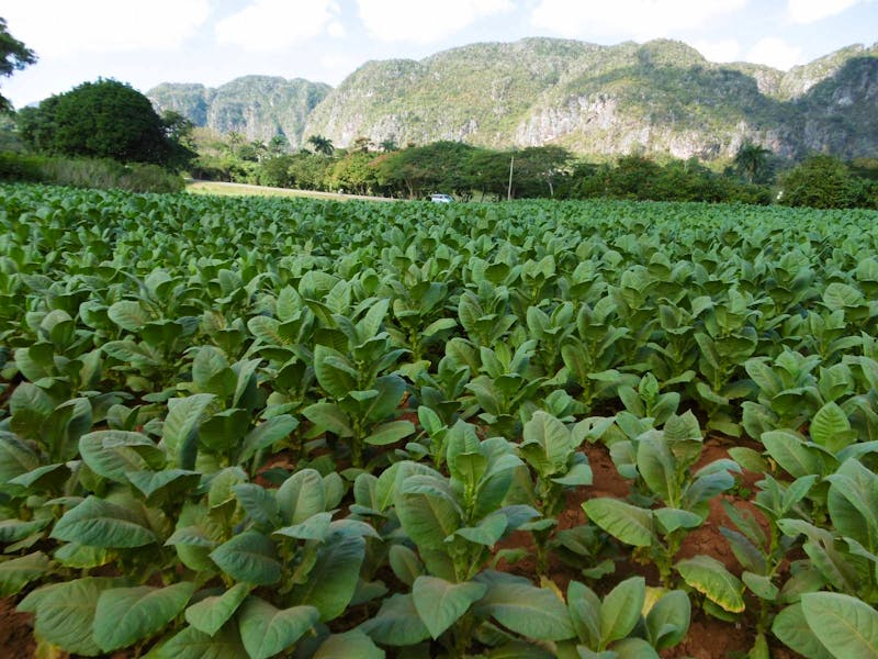 Vinales Tal - ©Rebekka Böhme