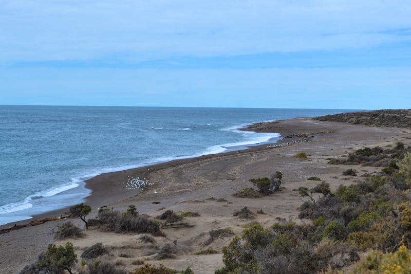 Halbinsel Valdes - Seelöwen am Punta Norte - ©Andreas Wolfsteller