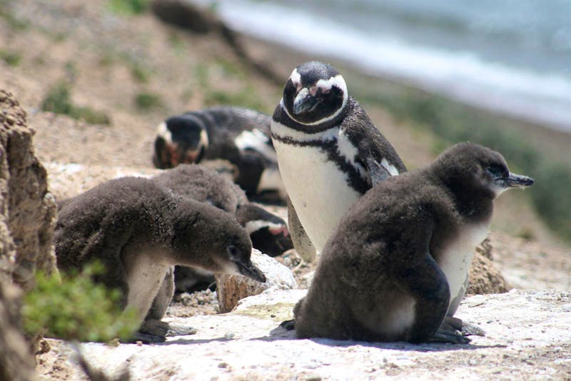 Magellan-Pinguine im Naturpark Halbinsel Valdes - ©Kristin Weigel