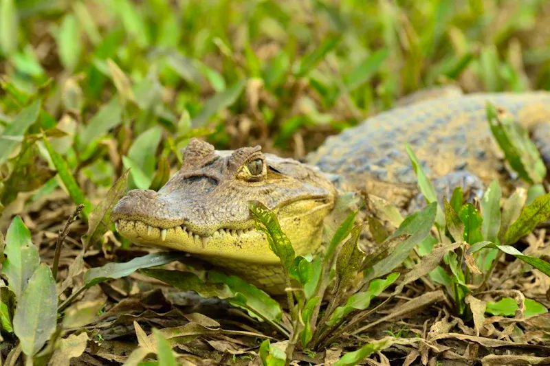 Carara Nationalpark - &copy;Swiss Travel