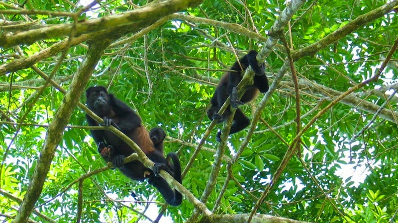 Natur - ©https://maquenqueecolodge.com/