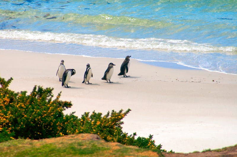 Pinguine auf den Falkland-Inseln - ©Eberhardt TRAVEL