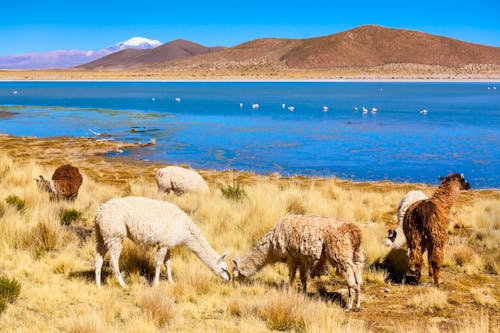 Altiplano in Peru &ndash; &copy; ©saiko3p - stock.adobe.com